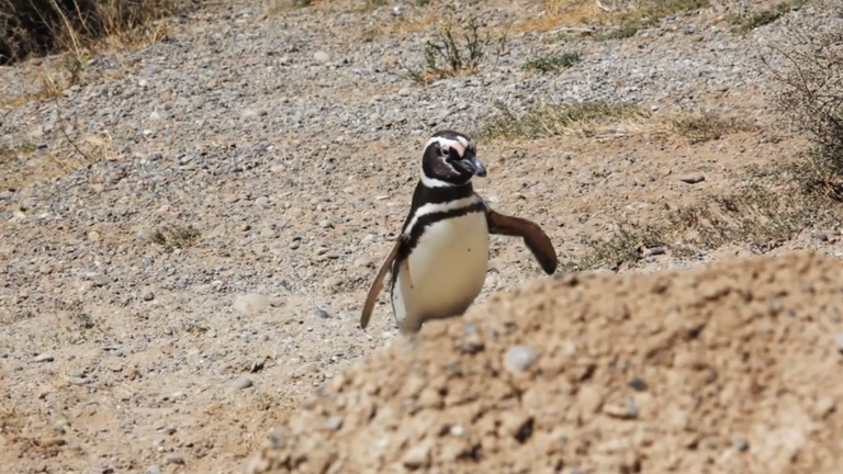 25.PinguinodeMagallanes.png