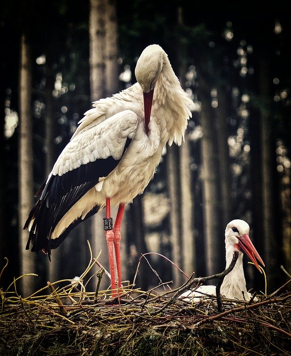 storks-3678282_960_720.jpg