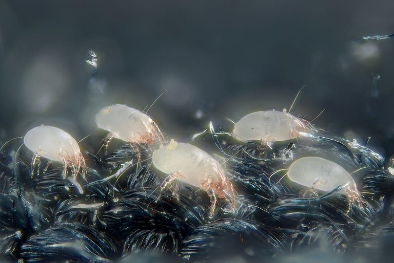 1024px-House_dust_mites_(5247996458).jpg