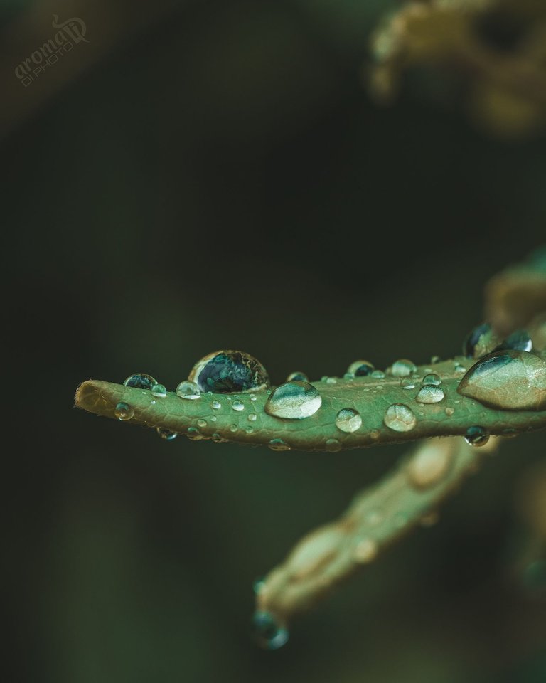 Waterdrops1.jpg