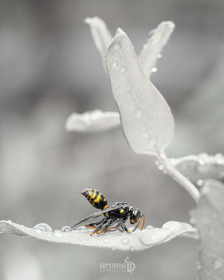 wasp after storm DSC01030-Edit-Edit-Edit.jpg