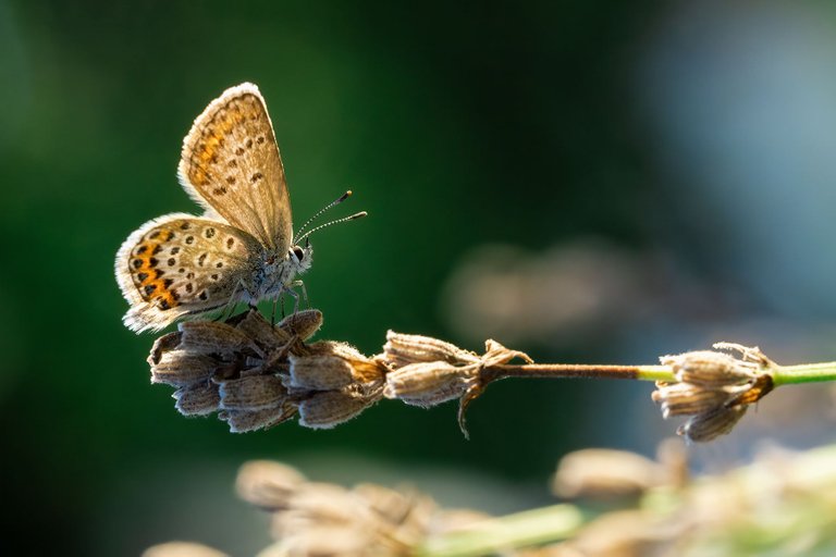 Butterfly Landscape Preview.jpg