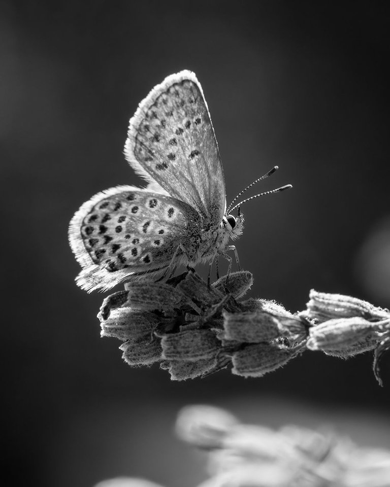 Butterfly BW Preview.jpg