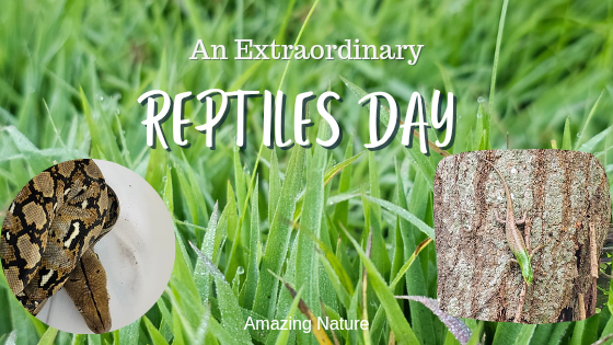 Let's Just Call It A "Reptiles Day"