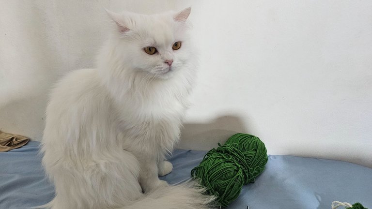 Out of the Box | A New Crocheter in the House