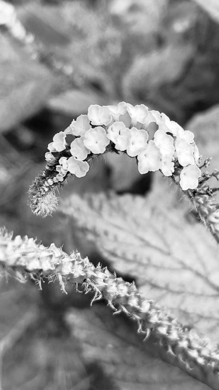 IMG_9508.jpeg