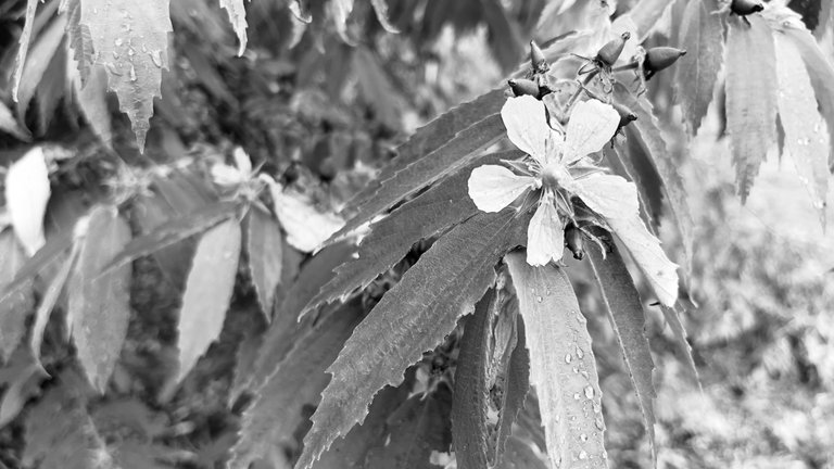 IMG_9452.jpeg