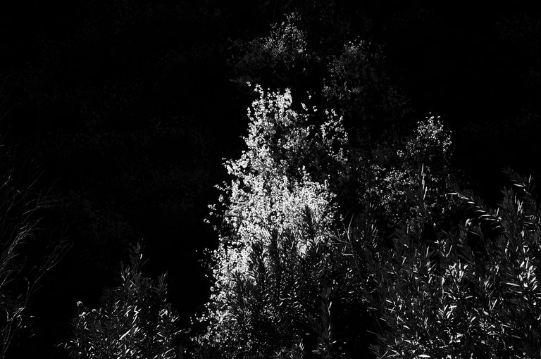 just tree.jpg