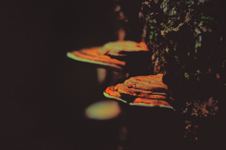 DSC_0437.png