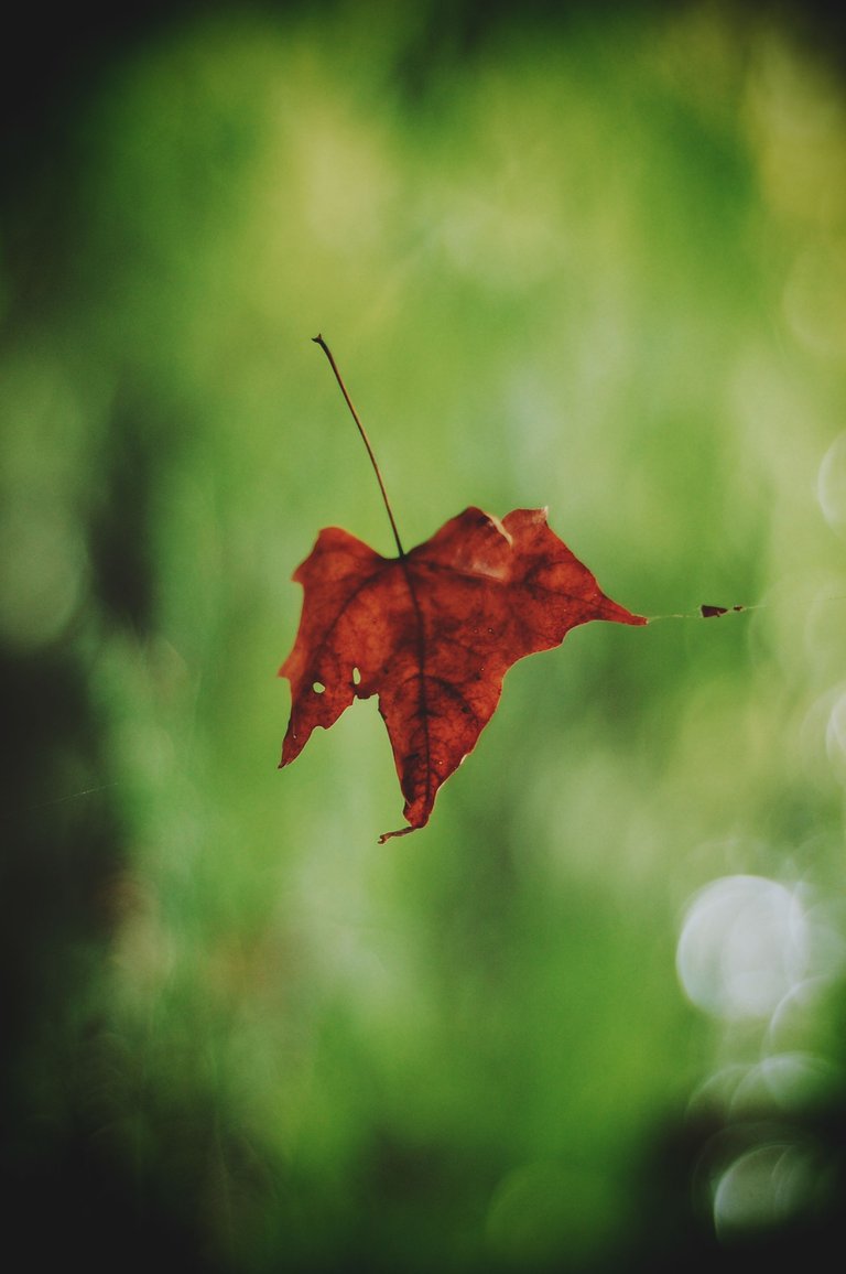 DSC_0400.png
