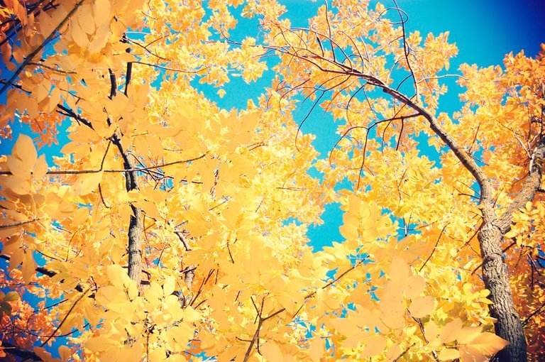 yellow.jpg