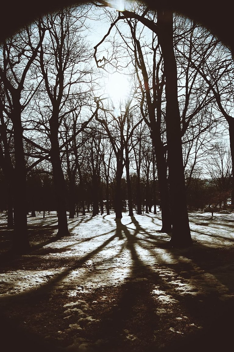 i-love-trees.jpg