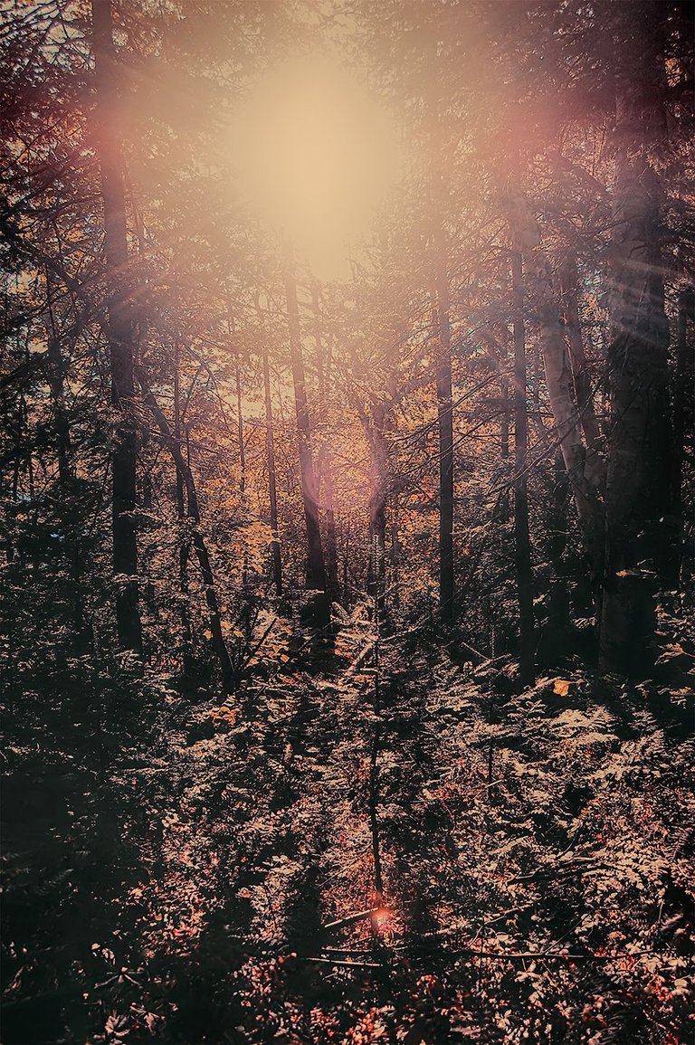 INTO-the-woods.jpg