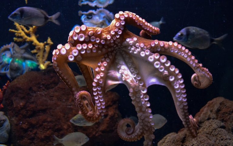 Octopus2.jpg