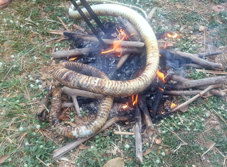 SnakeCurry3.jpg