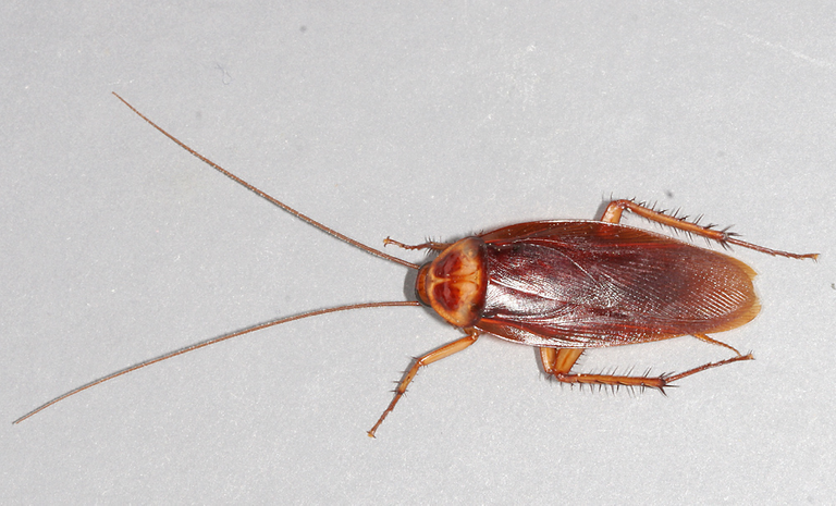 Cockroach1.png