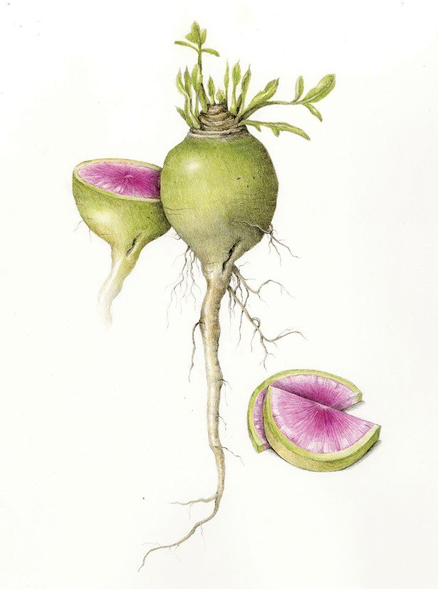 BotanicalIllustration1.jpg