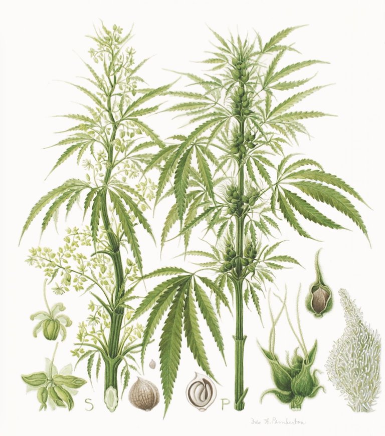 BotanicalIllustration3.jpg