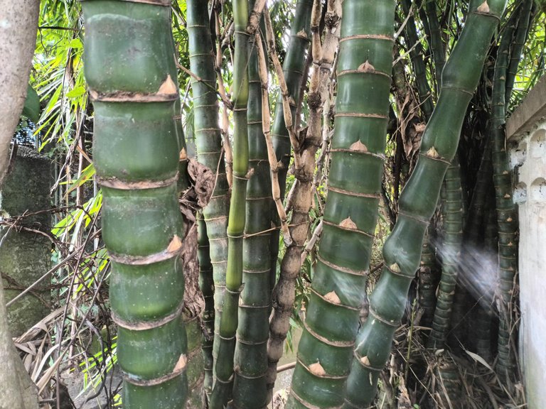 Bamboo12.jpg