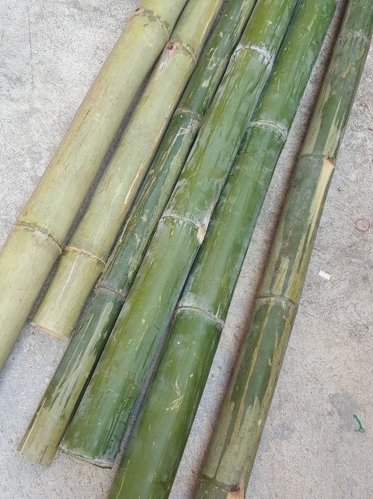 Bamboo5.jpg