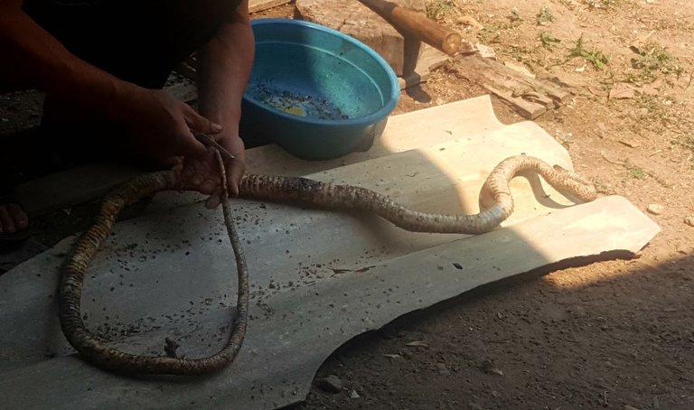 SnakeCurry1.jpg