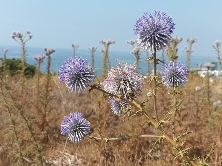 DonkeyThistle6.jpg