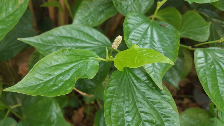 WildPepperLeaf3.jpg