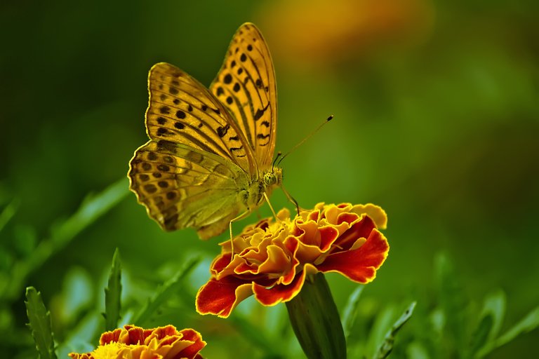 butterfly1829404_1920.jpg