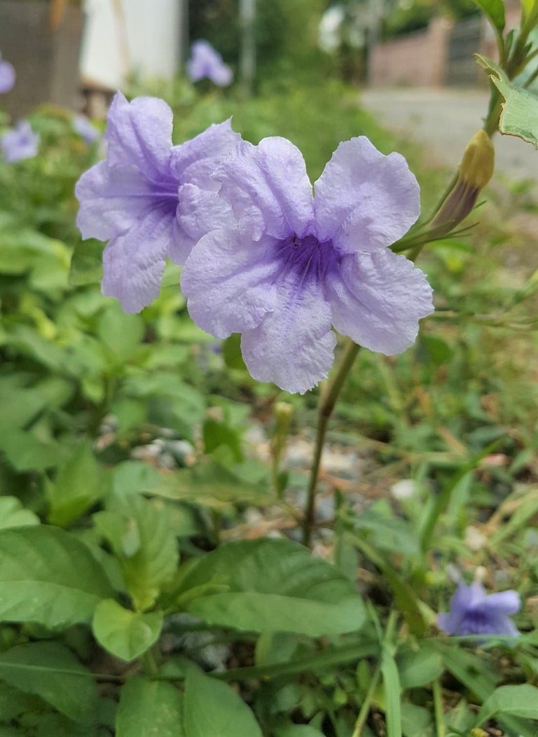 Ruellia3 2.jpg