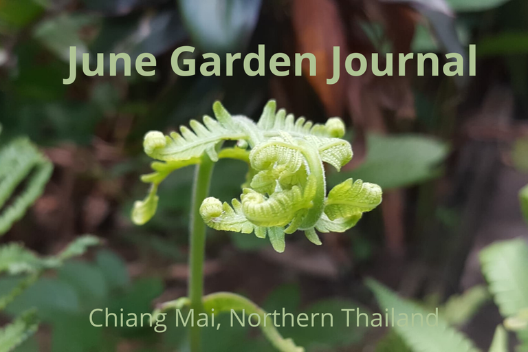JJune Garden Journall.png