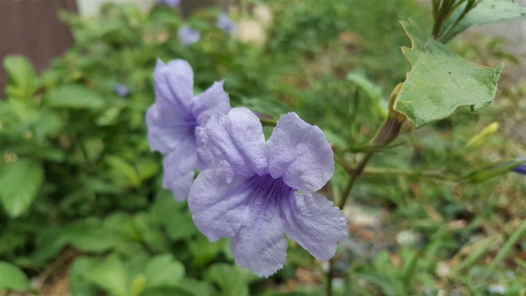 Ruellia1 2.jpg