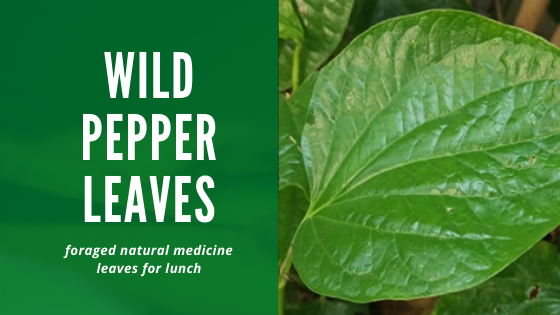 Wild pepper leaves.png