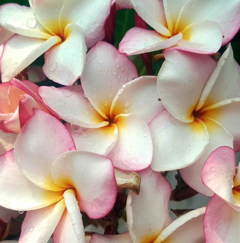 Frangipani1.jpg