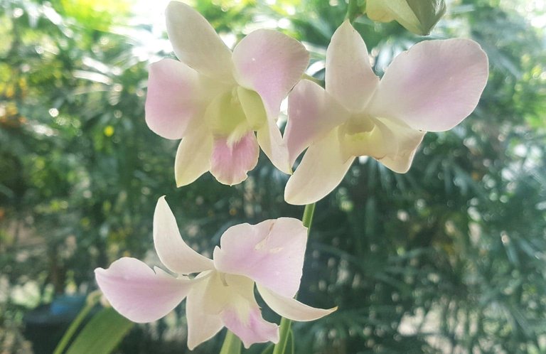 Orchids8 2.jpg