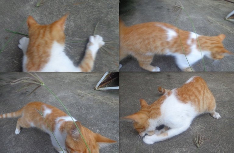 el gato entreteniendose con la propia naturaleza.jpg