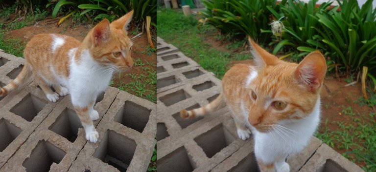 el gato entreteniendose con la propia naturaleza4.jpg