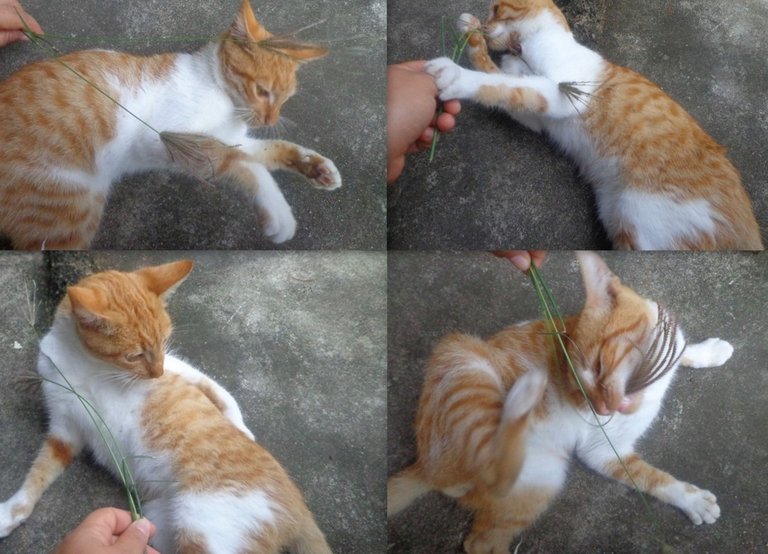 el gato entreteniendose con la propia naturaleza1.jpg