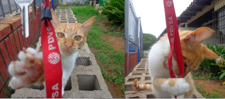 el gato entreteniendose con la propia naturaleza5.jpg