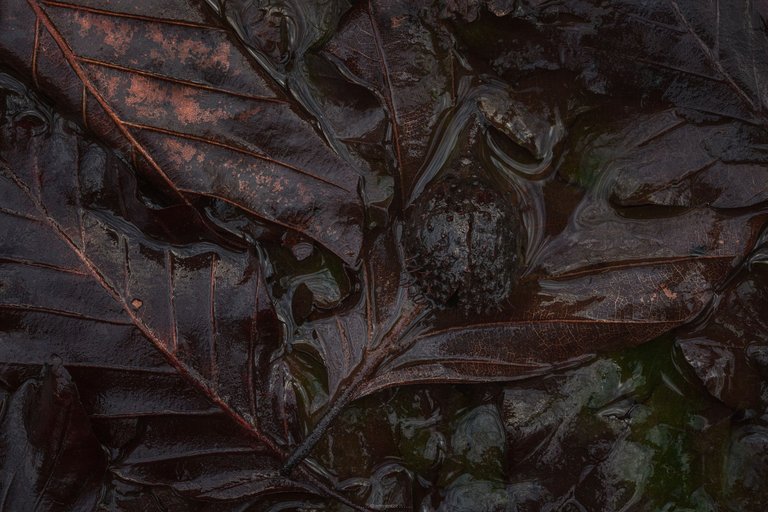 Dark and Wet Forest Ground - Beechnut - by ArtMentor