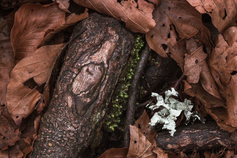 Roots, Twigs and Autumn Leaves by ArtMentor