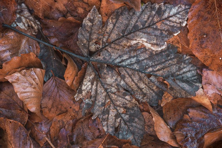 More fallen Leaves by ArtMentor