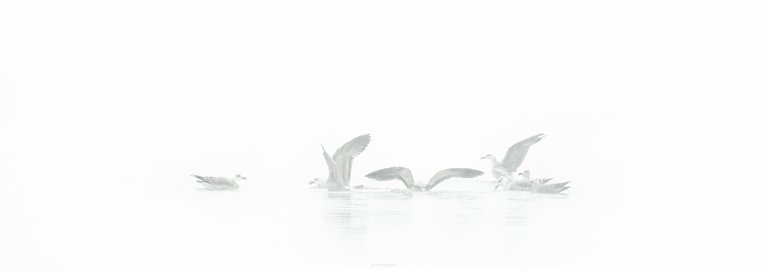 Seagulls in the Mist by ArtMentor