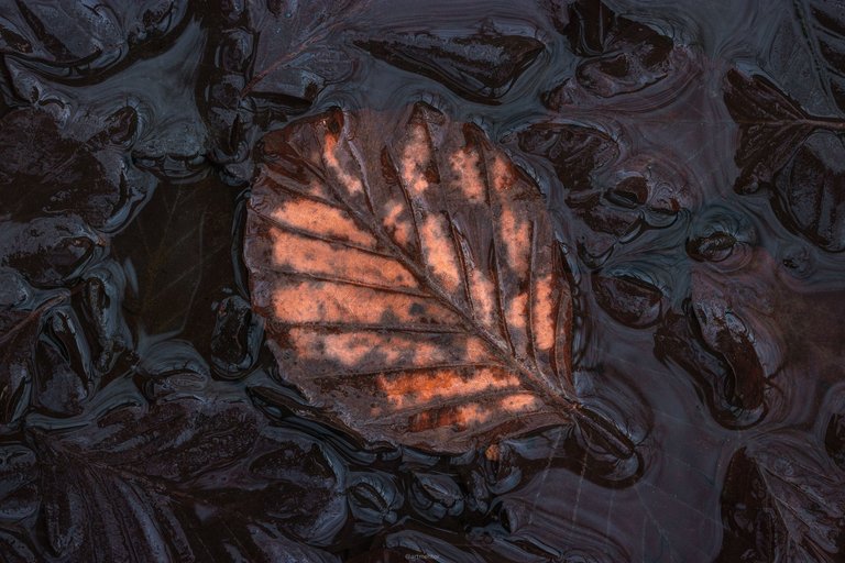 Leaf in Water by ArtMentor