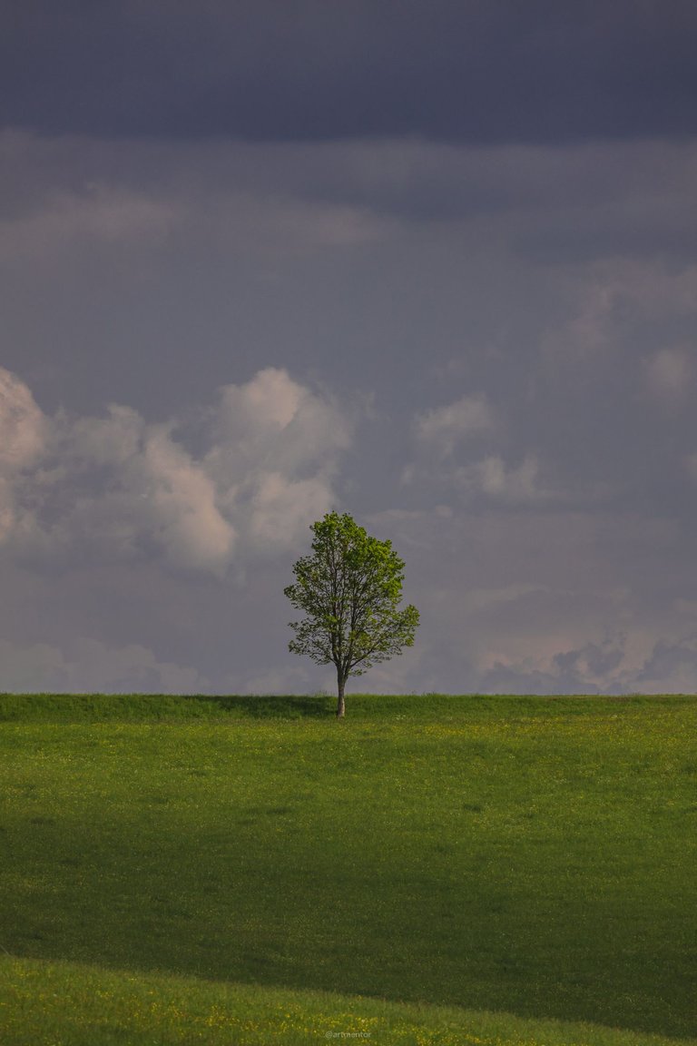 Lone Tree in Springtime by ArtMentor