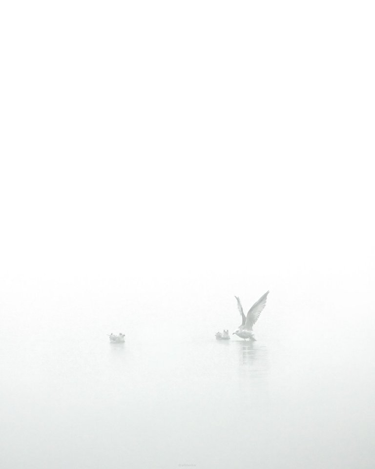 Gulls in the Mist by ArtMentor