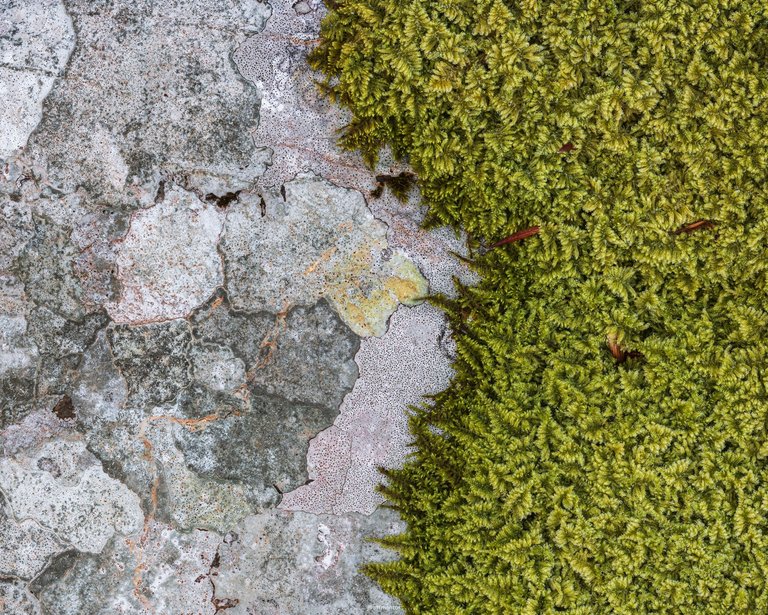 Rock vs Moss by ArtMentor