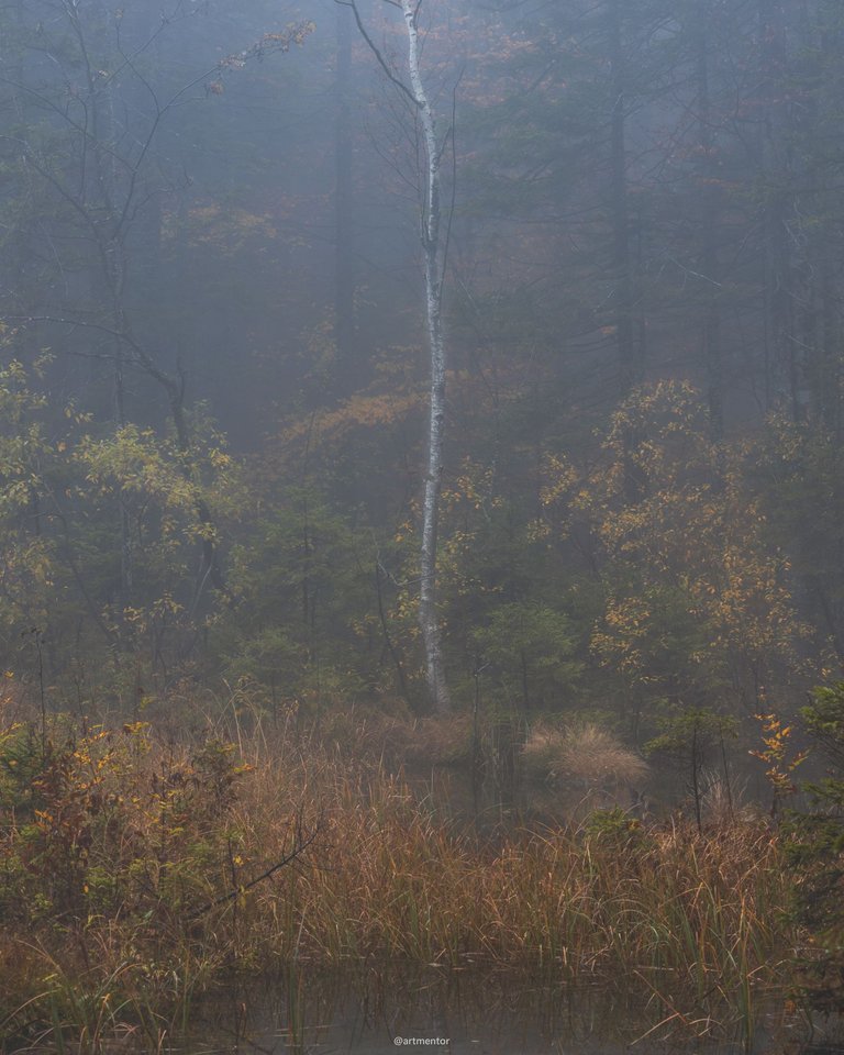 Misty Woodland - a Birch tree in Autumn by ArtMentor