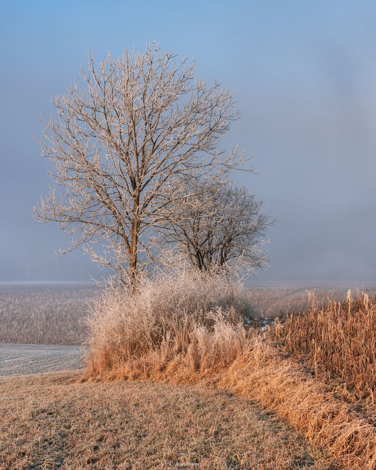 Frozen Nature by ArtMentor