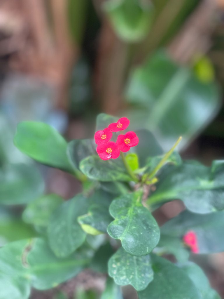 IMG_0348.jpeg