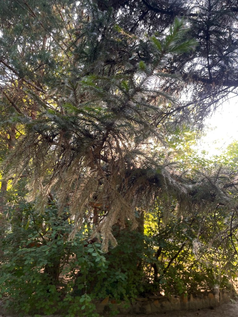 IMG_1490.jpeg